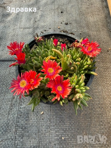 Делосперма 9 цвята, снимка 4 - Градински цветя и растения - 47933355