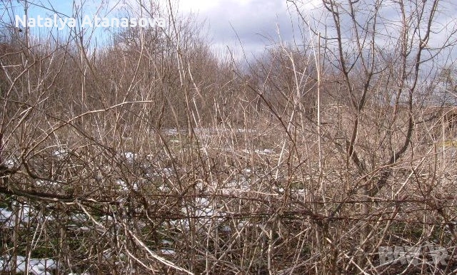 Къща за продажба в Сърнец, област Добрич, снимка 11 - Къщи - 53656508