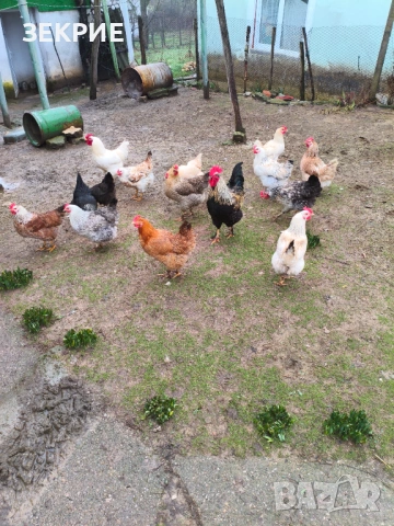 Продавам Оплодени Домашни Яйца , снимка 5 - Кокошки и пуйки - 53456186