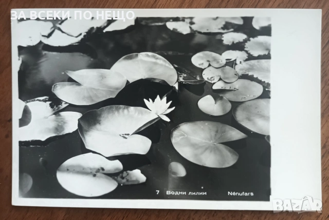 4 БРОЯ КАРТИЧКИ ЧЕРНО-БЕЛИ ОТ 1960-ТЕ ГОДИНИ, снимка 7 - Колекции - 35211232