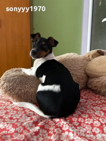 ДЖАК РЪСЕЛ-ЖЕНСКО КУТРЕ 2612250839, снимка 2 - Джак ръсел териер - 52901657