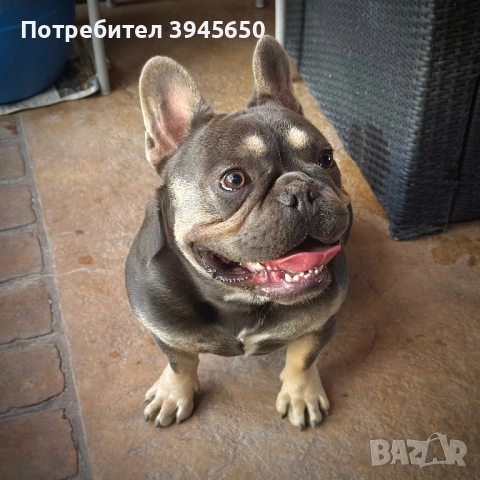 Мъжки френски булдог , снимка 2 - Френски булдог - 51872131