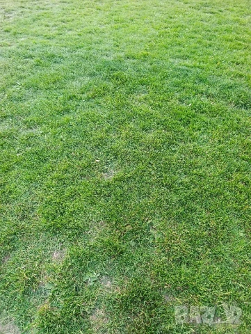 Грижа за домашни любимци в хотел с 1 декар двор