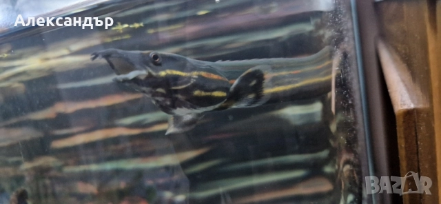 огнена змиорка, снимка 3 - Рибки - 51695411