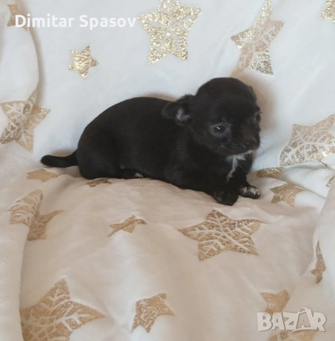 Мъжко и Женско Кученце Куче Мини Чихуахуа, снимка 9 - Чихуахуа - 54002011