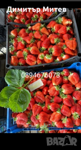 Продавам разсат ягоди , снимка 3 - Разсади - 52135042