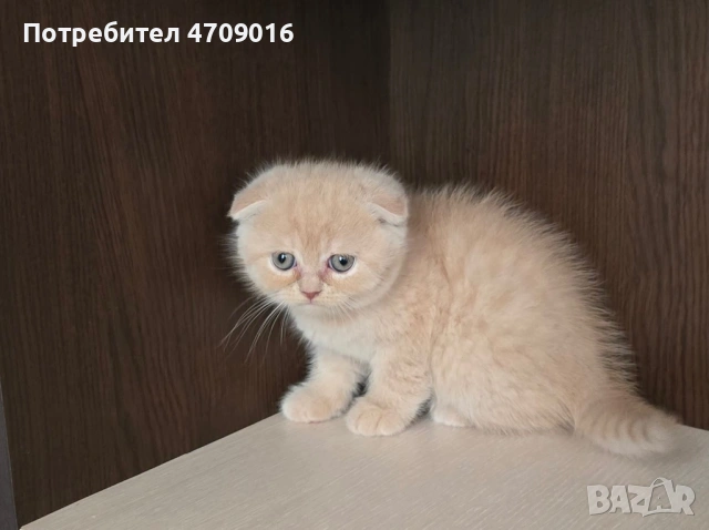 Плюшена магия в два цвята: Елитно Британско облаче и Шотландско слънчице!" 👑🐾, снимка 8 - Британска късокосместа - 53098759