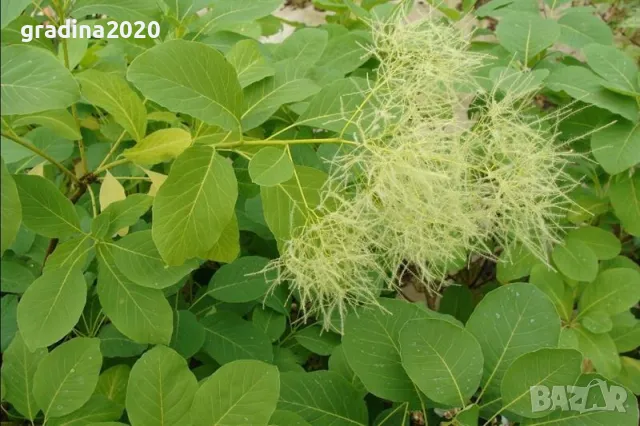 Смрадлика - Cotinus coggygria (Rhus cotinus), снимка 1 - Разсади - 49153264