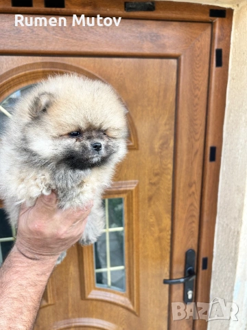 Момче, снимка 3 - Померан - 54149369