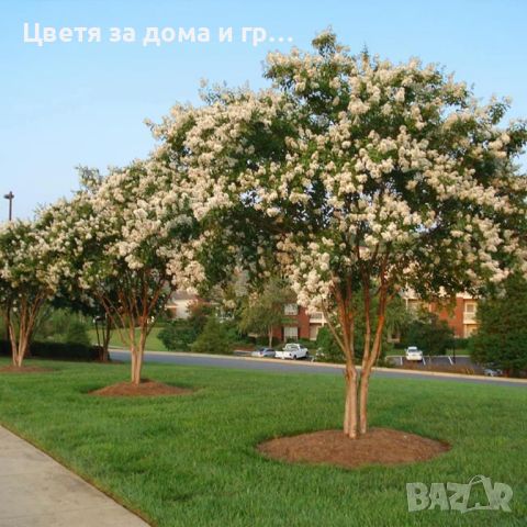 Индийски люляк Lagerstroemia- бял, снимка 6 - Разсади - 46652623