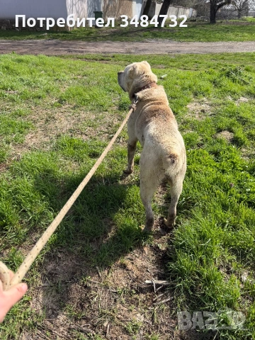 Алабай, снимка 2 - Алабай - 54042943