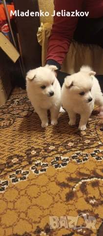 мини шпиц момиченца, снимка 2 - Померан - 53742570