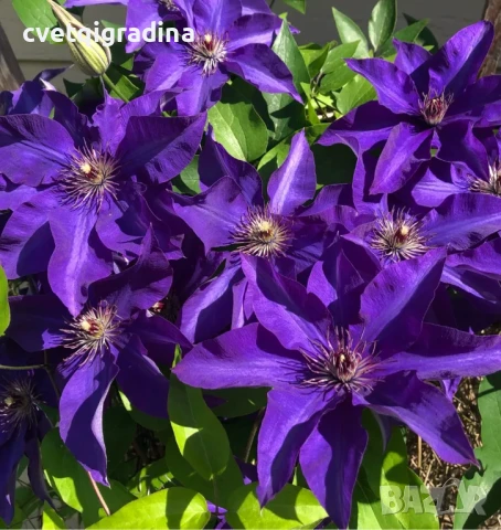 Clematis ‘The President’ (Клематис Президент), снимка 2 - Градински цветя и растения - 50938407