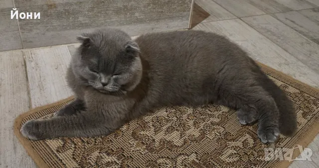 Мъжки клепоух британец, снимка 3 - Британска късокосместа - 50415150