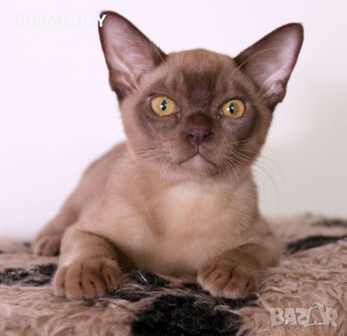Породисти Бурмански котета от родители шампиони, снимка 1 - Други - 46282031