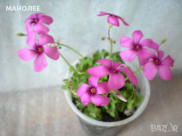 🪷🪷🪷Градинска детелина с розови цветове🪷🪷🪷