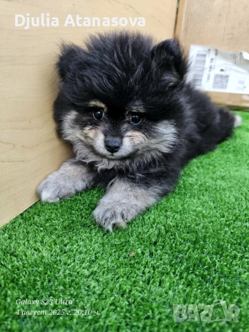 Продавам померанчета, снимка 7 - Померан - 51719440