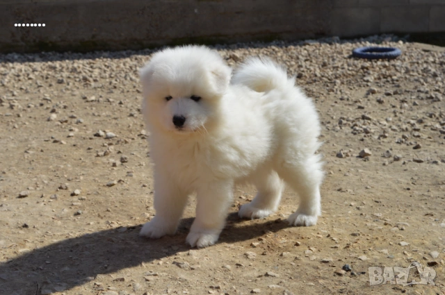 Самоед бебета Чистокръвни, снимка 2 - Самоед - 51998559