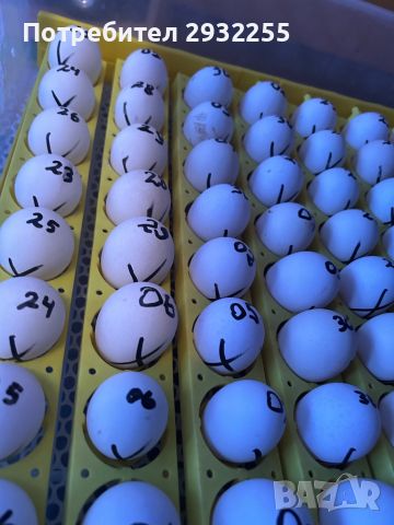Оплодени яйца от Легхорн Ексчекър , снимка 4 - Кокошки и пуйки - 45775500