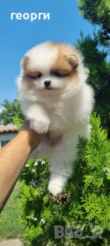 померан мини померан, снимка 7 - Померан - 50964936