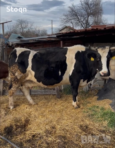 Продавам 3 Крави 