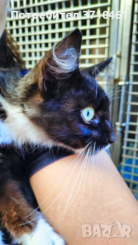 Коте, дългокосмест, 6 месечен, черно-бял, с отрицателни тестове за болести, снимка 3 - Други - 51742472