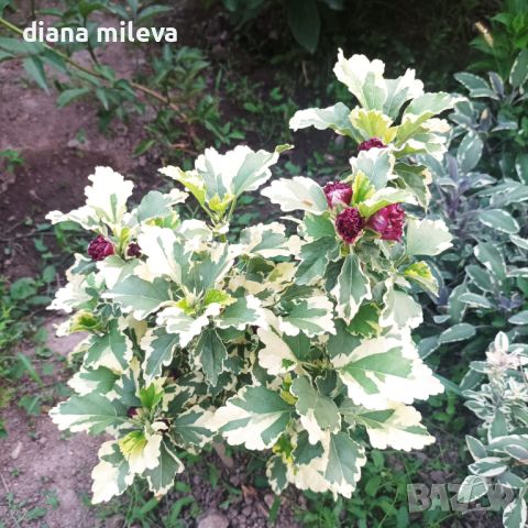  Дървовидна Ружа,Hibiscus syriacus, вариегатен, снимка 3 - Градински цветя и растения - 43401559