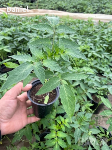 Ранен разсад