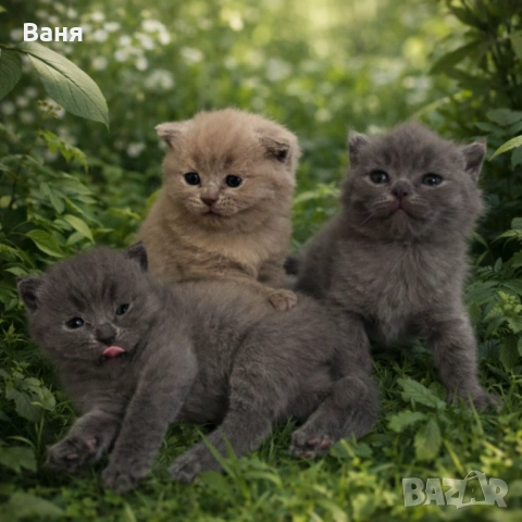 Британски късокосмести