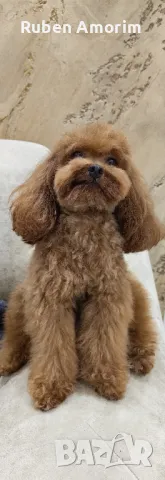 Toy Poodle заплождане, снимка 2 - Пудели - 47855188