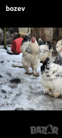 Оплодени яйца от бял легхорн , черен австролорп и пекински патици!, снимка 6 - Кокошки и пуйки - 52823089