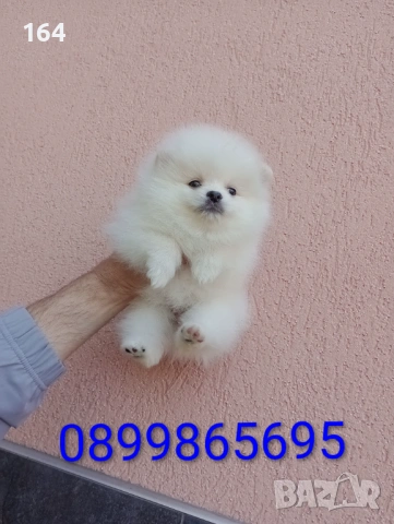 Бели Померани. Реални снимки !, снимка 2 - Померан - 54245867