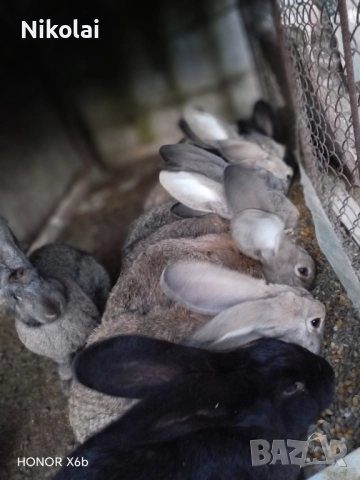 Зайци за продаване 