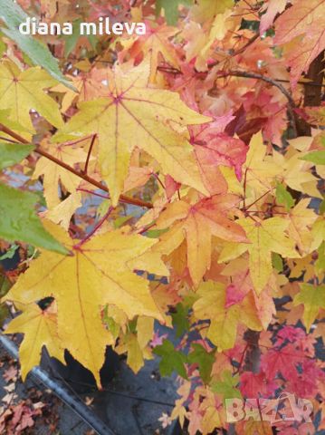 Ликвидамбър, Амброво дърво, Liquidambar , снимка 12 - Градински цветя и растения - 46214418