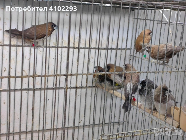 Продавам различни видове амадини, снимка 6 - Амадини - 52388953