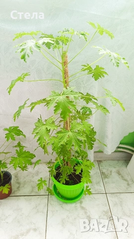 Шефлера, Бенджамин, Епипремнум, Хлорофитум и Бегония , снимка 14 - Стайни растения - 51788170