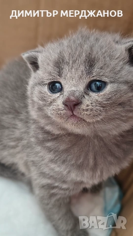 Малки сладкишчета търсят своето семейство, снимка 3 - За котки - 53881582