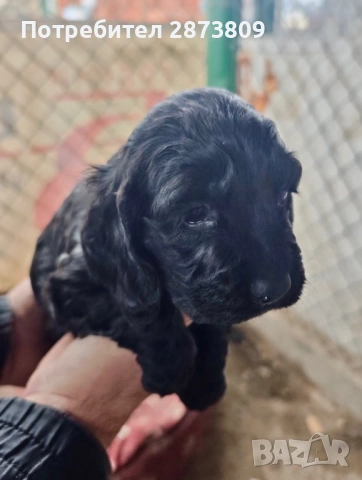 Кученца кокер шпаньол ( женски ), снимка 2 - Кокер шпаньол - 53050856