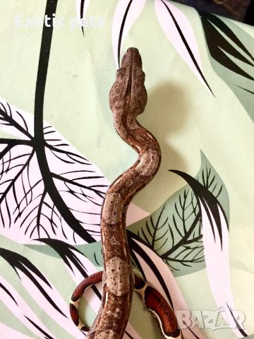 Змия, боа, Boa Constrictor, снимка 5 - Змии - 46379604