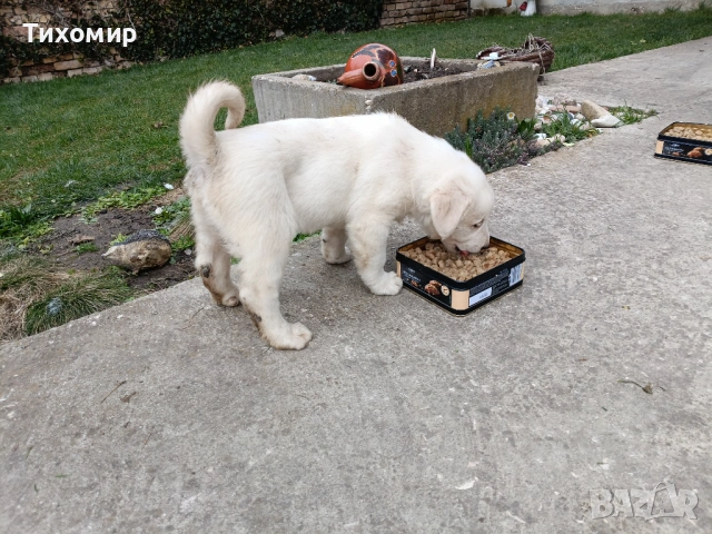 Алабай , снимка 4 - Алабай - 53407632