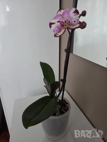 Фаленопсиси орхидеи в самополивни саксии , снимка 5 - Стайни растения - 53896200