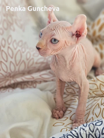 Канадски Сфинкс, снимка 10 - Сфинксове - 51349169