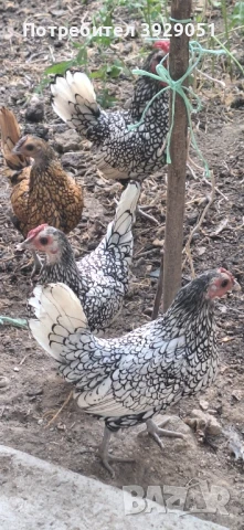 продавам зибрайт, снимка 8 - Кокошки и пуйки - 50125971