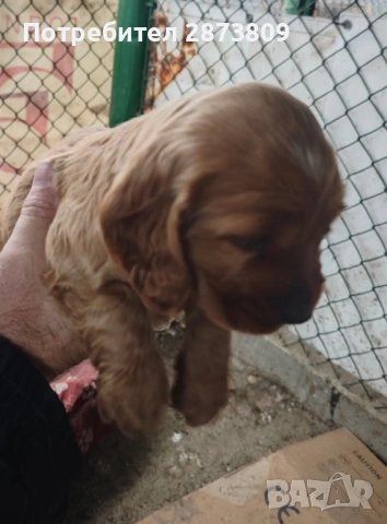 Кученца кокер шпаньол ( женски ), снимка 4 - Кокер шпаньол - 53050856