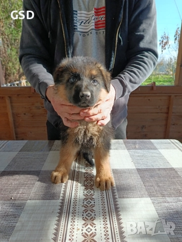 немска овчарка , снимка 8 - Немска овчарка - 52502541