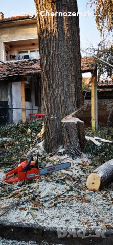 Рязане, отсичане, премахване, на опасни дървета и клони в гр. Пловдив, снимка 3 - Други - 45507322