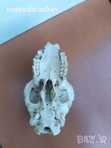 Череп за декорация, снимка 13 - Декорация за дома - 39432640