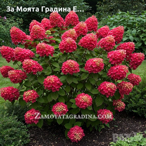 Хортензия Paniculata red
