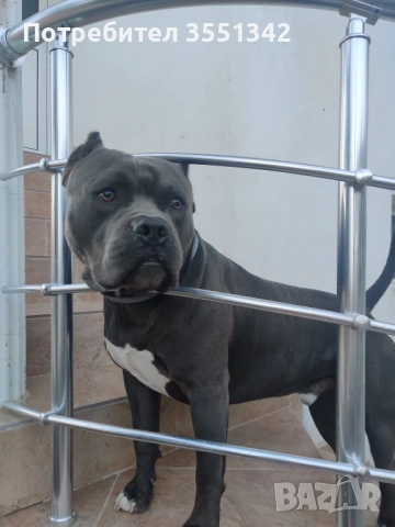 Мъжко американско були търси женска за разплот, снимка 2 - Търси партньор - 53192806