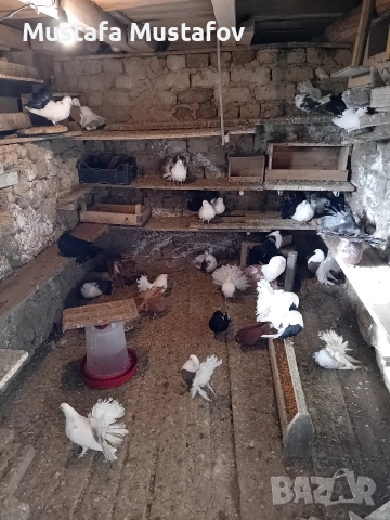 ФЕНЕРЛИИ , снимка 2 - Гълъби - 52806769